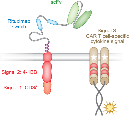 Turbocharging CAR T Cells