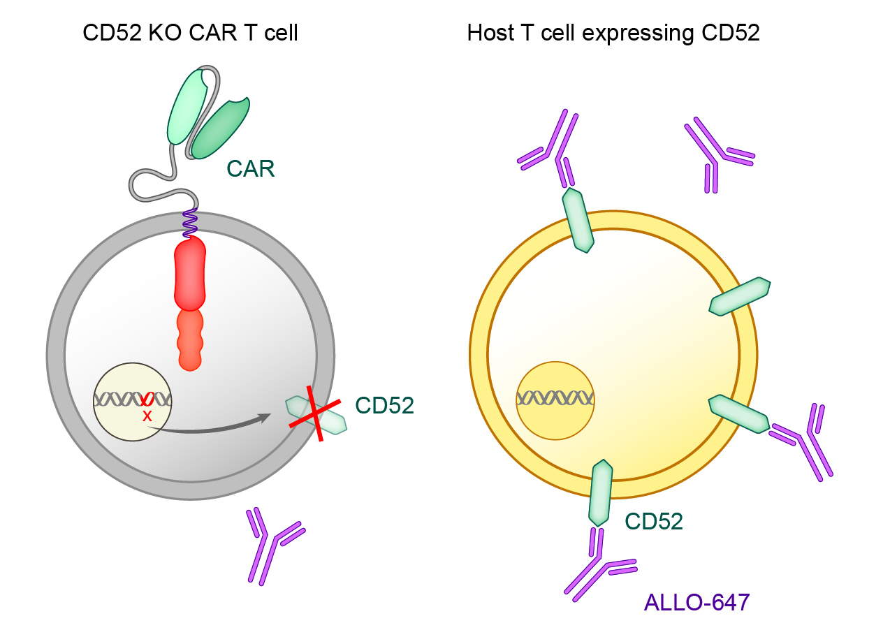 Selective Lymphodepletion