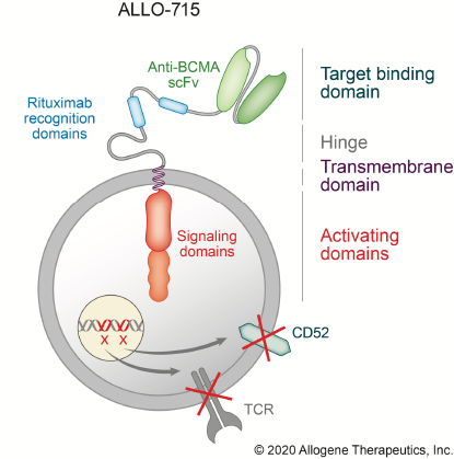 B Cell Maturation Antigen