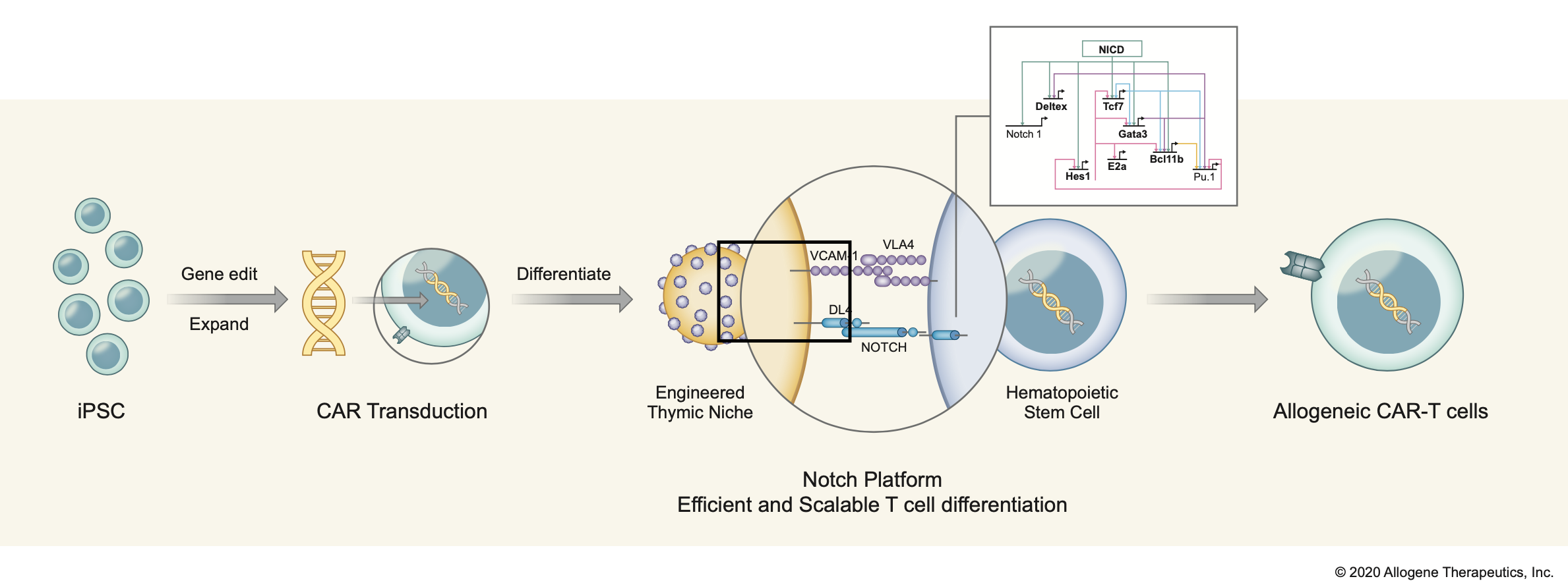 Renewable Cell Source