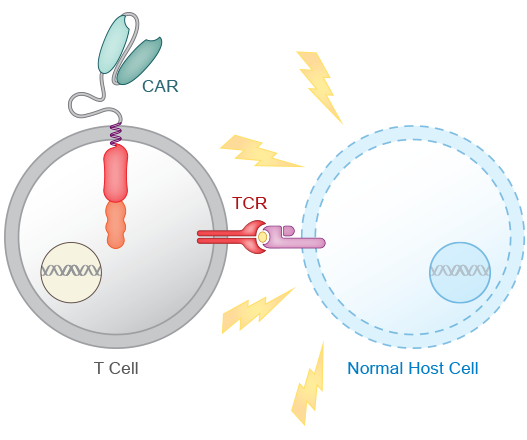 TCR in Donor T Cells