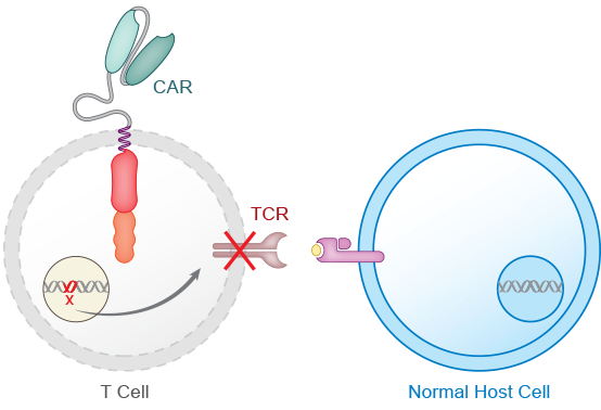Elimination of TCR in Donor T Cells